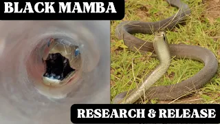 BLACK MAMBA RESEARCH & RELEASE!