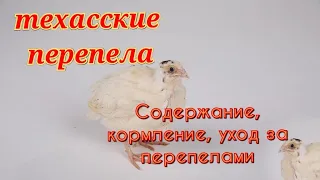 Техасский перепел. Содержание суточных перепелов.