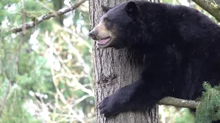 Black bear Takoda climbs 50 feet up a tree