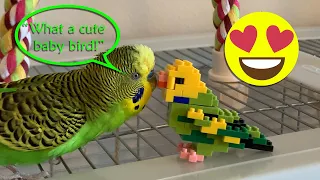 Cute parakeet speaks to budgie toy - adorable!! [Captioned]