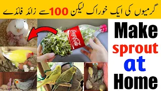 How to make sprout for birds | budgies summer food | Best diet for budgies in summer | Sprout