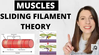 Structure & function of skeletal MUSCLES: Myofibrils, sarcomere, sliding filament theory.