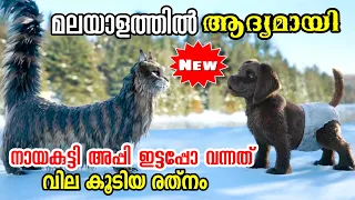 Cat And Dog (2024) Movie Explained in Malayalam l be variety always