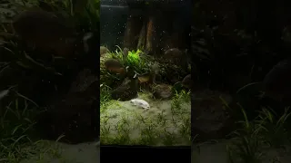 30 Piranha VS!!! (RAT)