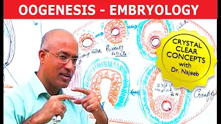Oogenesis | Gametogenesis | Embryology | Dr Najeeb