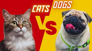 The Best Animal Moments on Earth - Funny Cats and Dogs, Amazing Music: #cat #cats #dog #dogs #funny