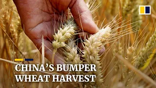 China announces bumper wheat harvest amid looming global food crisis caused by Ukraine war