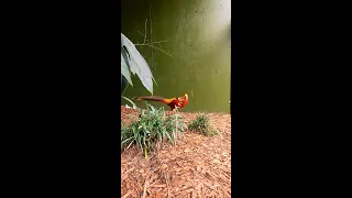 Small Bird Aviary Tour