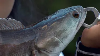 Fishing in Thailand- Khao Sok National Park: Jungle Fishing for Snakeheads