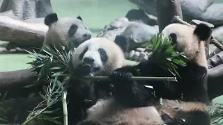 Group of pandas making some bamboo party | Group of Panda eating bamboo!