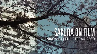 SAKURA ON FILM / Part II - Shoot on Cine Negative, Fuji Eterna