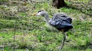 Great Blue Heron (Ardea herodias) Grooming