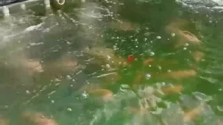 Tilapia RAS using 12' swimming pools