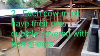 BUILDING A COW SHED#DAIRY COWS