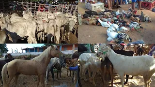 Feira De Animais Em Itabaiana-PB ( Feira do Gado de  Cariatá Itabaiana)