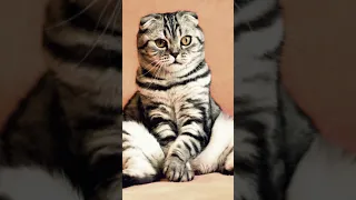 Cute and Funny Cats Slide Show  #Shorts