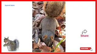 Squirrel Adam - rescued four baby red squirrels