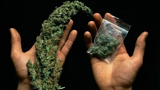 21+ BBC . В чем вред марихуаны.  Cannabis - What's the Harm.