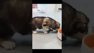 Tik Tok 2023 Chó Phốc Sóc Mini 😍 Funny and Cute Pomeranian 😺🐶 | cute animals #360.7  自拍半