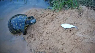 Building A Ramp For The Turtles!!