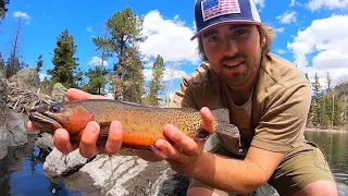 SPRING Fishing for CUTTHROAT and BROOK TROUT!! + CATCH & COOK