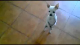 Guile Theme goes with everything - Cute chihuahua dancing Flamenco