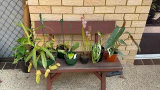 6 New Plants from the Collector's Plant Fair!!!