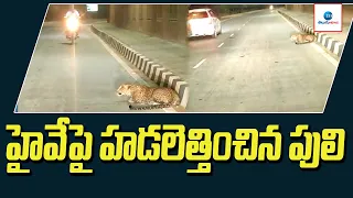 హైవే పై హడలెత్తించిన పులి | Tiger on the highway | ZEE Telugu News