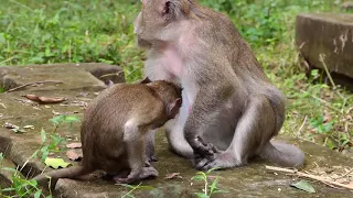 Baby Monkey Crying Seizure while Stealing Milk, Poor Quinton got Terrible Beaten by Mom