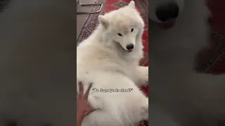 Do Samoyeds shed? #dog #fluffy #shorts #fluffydog