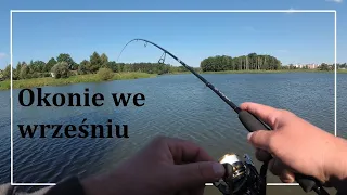 Wędkarstwo spiningowe | OKONIE we wrześniu | Crazy Fish Perfect Jig CFPJ 76 UL SS