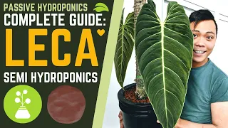 Complete Guide: How to Grow Plants in LECA & SEMI HYDROPONICS 💚 My Secrets (Basic Tips for Success)