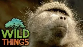 The Baboon Mob [Gangster Monkeys Documentary] | Wild Things