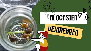 Was ist aus den Alocasia RHIZOMEN geworden? 🌱| ✨RARITÄTEN✨