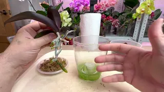 последнее видео орхидеи / пересадка орхидеи ФАНТАСТИЧЕСКАЯ ЖЕМЧУЖИНА