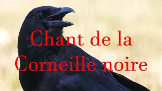 Chant de la corneille noire / Black crow song