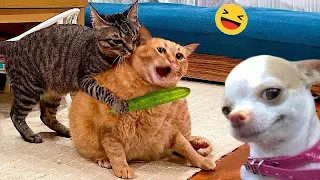 I would die laughing for these FUNNIEST Cats 🥰Funniest Cat Reaction😹🐕Part 27