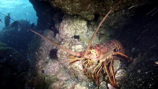 Lobster Opener, 2014, Santa Barbara Island