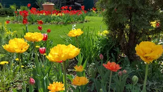 Мой весенний сад//Тысячи тюльпанов подарили свою красоту!🌱🌷🌷🌷