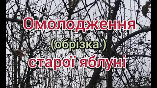 Омолодження (обрізка) старої яблуні