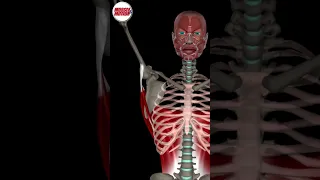 Latissimus dorsi muscle in 3D