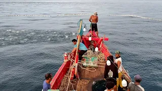 Purse seine, this is how aceh fishermen catch skipjack tuna during the day, get 2 tons of fish