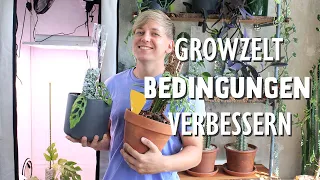 Ich RETTE meine Monstera obliqua 'Peru' 🚑 | Growzelt Update