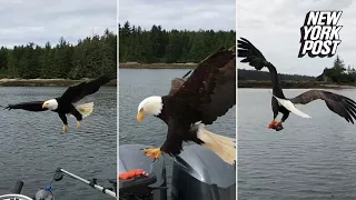 Bald eagle snatches fisherman's salmon right off his boat | New York Post