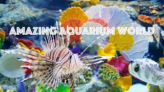 Amazing aquarium world ASMR 3hr, insomnia sleep, Studying, meditation, stress relief, for cats