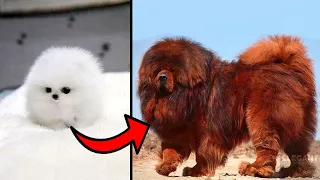 Top 10 Most Expensive Pets In The World