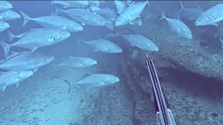 Spearfishing Deep Ledges Holding GREAT Fish