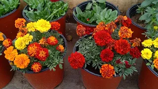 20-25 Rs में मिलने वाले फूलों वाले पौधे || Low Budget Flowering Plants For Garden