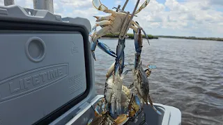 Perfect Day Catching Blue Crabs!!! My Favorite Spot!!! North Florida Crabbing!!!