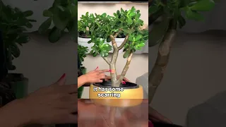 How Jade Plant Grow Back After Pruning #crassulaovata #jadeplant #houseplant #bonsai #minitree